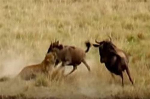 CLIP: Những màn trốn thoát 'nghẹt thở' nhất của động vật