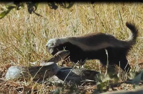 CLIP: Trận chiến đẫm máu giữa lửng mật và trăn đá khổng lồ