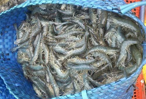 ĐBSCL: Tôm được giá, nguồn cung giảm