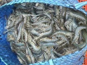 ĐBSCL: Tôm được giá, nguồn cung giảm