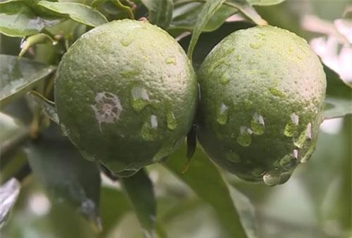 Hà Nội: Thu tiền tỷ/năm nhờ trồng cam theo công nghệ nano hữu cơ