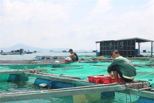 Khánh Hòa: Đảm bảo an toàn lao động trên lồng bè mùa mưa bão