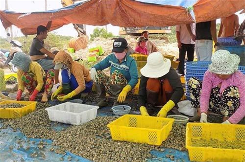 Khánh Hòa: Điêu đứng vì ốc hương chết