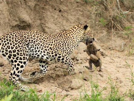 Kịch tính cảnh báo hoa mai săn giết lợn rừng