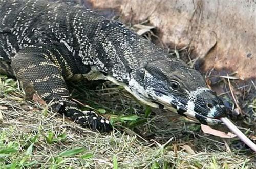 Kỳ đà nổi điên giết chết chó, khiến hai người nhập viện