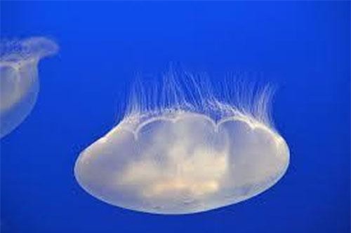 Loài sứa kịch độc, có thể giết người bằng vết chích nhỏ