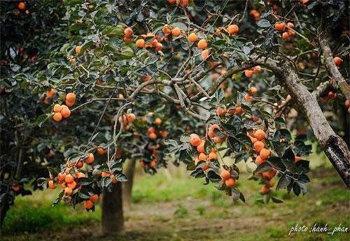 Mùa này đừng quên 'check-in' vườn hồng chín đỏ mọng tuyệt đẹp ở Đà Lạt