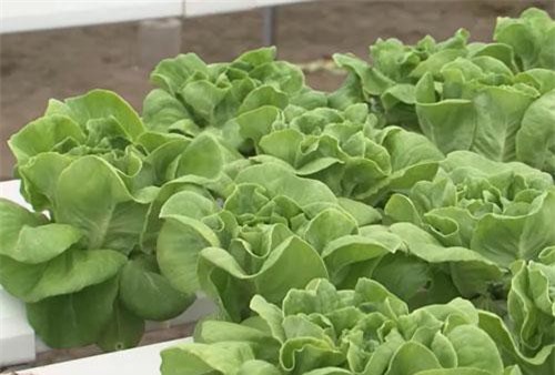 Nam Định: Thu lãi hàng tỷ đồng/năm nhờ trồng rau thủy canh hồi lưu