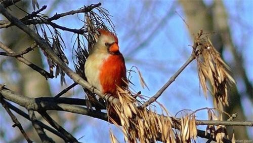 Những con vật 'nửa đực nửa cái' hiếm gặp trong tự nhiên