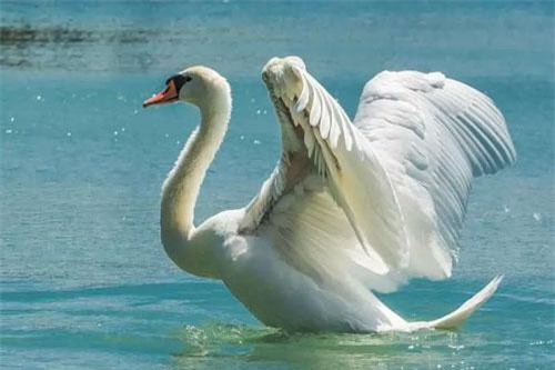 Những loài chim có vẻ đẹp tuyệt mỹ, nhưng lại mang trong mình sự nguy hiểm chết người