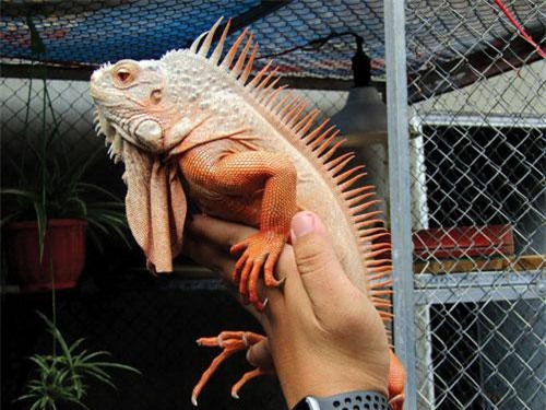 Nuôi rồng Nam Mỹ làm giàu