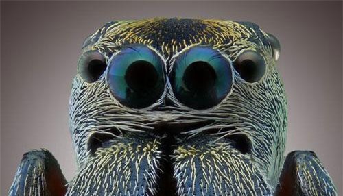 Sốc nặng với những quái vật mắt lồi trong tự nhiên