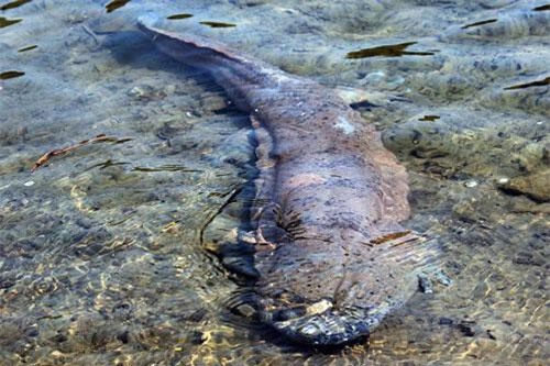 Tận mục kỳ nhông khổng lồ dài hàng mét