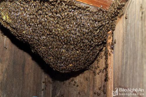 Tổ ong khổng lồ trong tủ nhà dân gần 10 năm khiến ai cũng tò mò