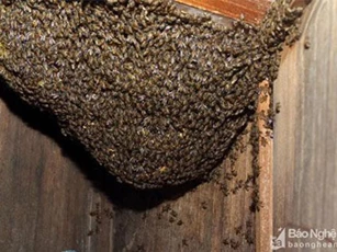 Tổ ong khổng lồ trong tủ nhà dân gần 10 năm khiến ai cũng tò mò