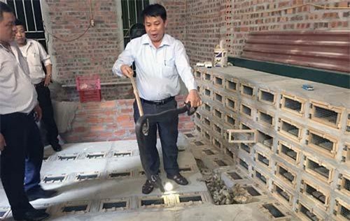 Vĩnh Phúc: Làng nuôi toàn rắn độc dài ngoẵng mà vẫn hút khách du lịch