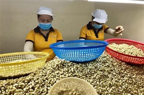 Xuất khẩu điều sang Trung Quốc tăng mạnh