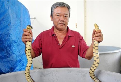 Bạc Liêu: Nuôi rắn ri voi thu nhập cao