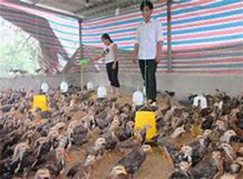 Biến động giá cả, người chăn nuôi gà gặp khó