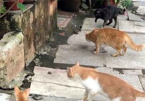 Bốn chú mèo nhà hợp sức 'dằn mặt' rắn hổ mang