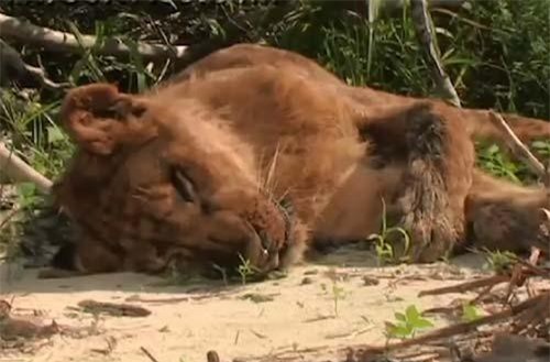 CLIP: Sư tử bỏ mạng trước đối thủ nhỏ bé và hung bạo