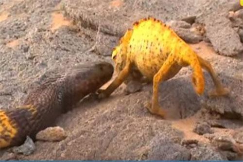 CLIP: Tổng hợp những loài bò sát nguy hiểm nhất hành tinh