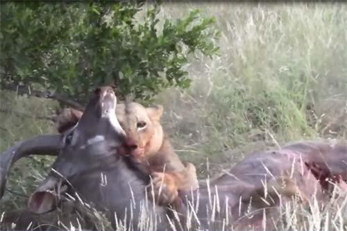 CLIP: Tranh giành bạn tình mà không cảnh giác, linh dương bị sư tử đoạt mạng