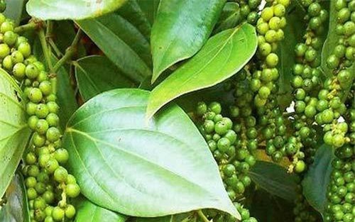 CPTPP và EVFTA: Tia hi vọng cho ngành tiêu Việt Nam trong cuộc khủng hoảng giá?