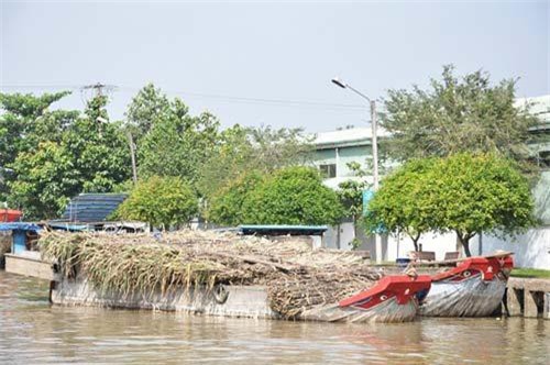 Cần Thơ: Giá mía giảm sâu, nông dân chán nản