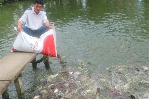 Cần Thơ: Làm giàu từ mô hình vườn cây - ao cá