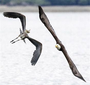 Đại bàng hói cướp trắng cá tươi trên mỏ diệc xanh