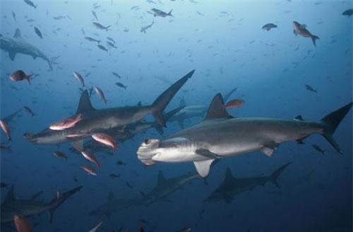 Đàn cá mập sát thủ 'bảo vệ' hòn đảo chứa kho báu 1 tỷ USD huyền thoại