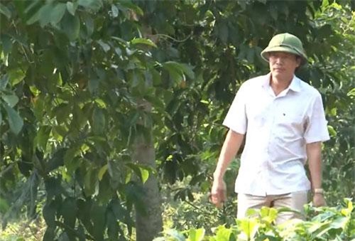 Hòa Bình: Đổi đời nhờ mạnh dạn trồng dổi