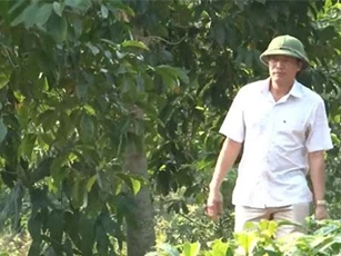 Hòa Bình: Đổi đời nhờ mạnh dạn trồng dổi