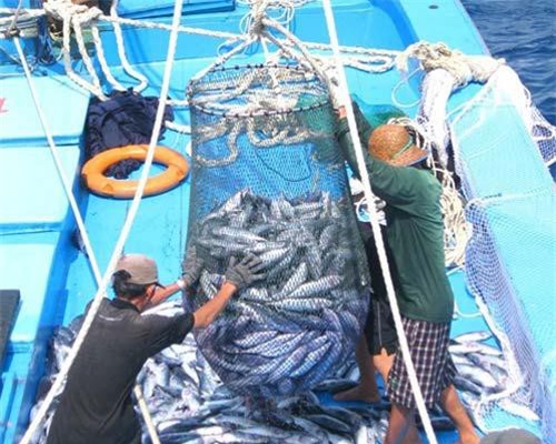 Khai thác thủy sản được mùa, mất giá