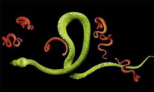 Khi rắn cực độc khoe đường cong gợi cảm, hóa 'thiên thần'