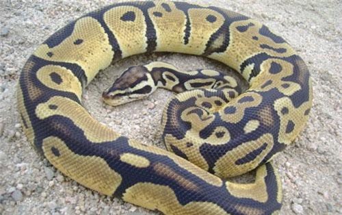 Kinh hoàng cảnh bắt giữ trăn khổng lồ dài 6m ở Trung Quốc