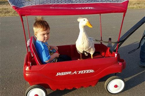 Kinh ngạc tình bạn kỳ lạ của trẻ em và con vịt