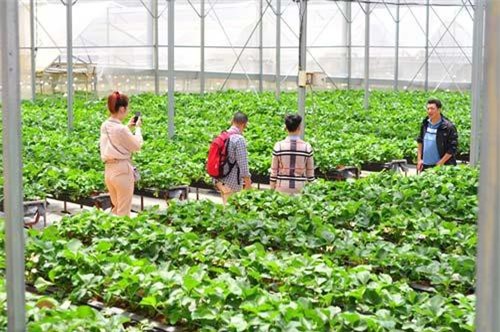 Lâm Đồng: Nông sản tại các cơ sở du lịch canh nông không vượt dư lượng thuốc BVTV