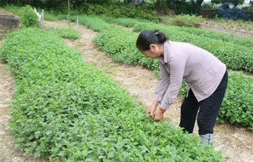 Làng trồng dược liệu hàng trăm năm ở Hưng Yên