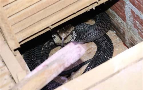 Loại bột khô 400 triệu đồng/kg, đựng bao nilon giấu trong góc nhà