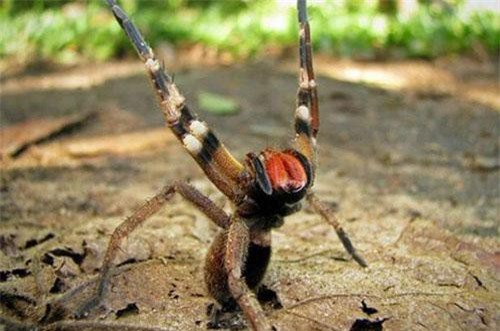 Loài nhện kịch độc đi lang thang cắn chết người