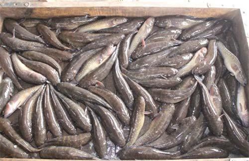 Nam Định: Nuôi cá bống bớp lao đao vì thiệt hại 'kép'