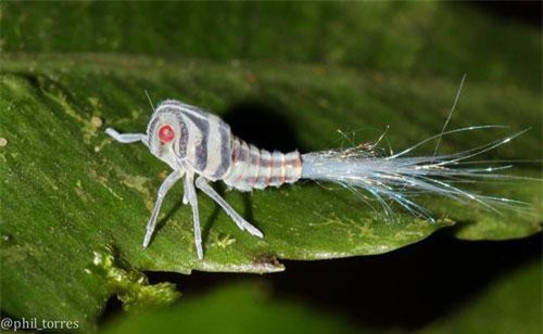 Những hình ảnh ấn tượng nhất về động vật hoang dã