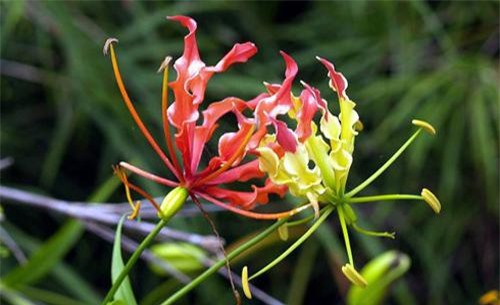 Những loài hoa đẹp trong 'hồ sơ thần chết' ở Việt Nam