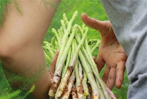 Ninh Thuận: 9x thu 3-4triệu đồng/ngày nhờ trồng 'rau hoàng đế'