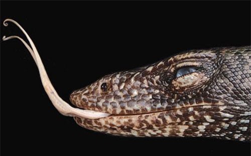 Phát hiện loài thằn lằn mới sống cô lập hàng triệu năm