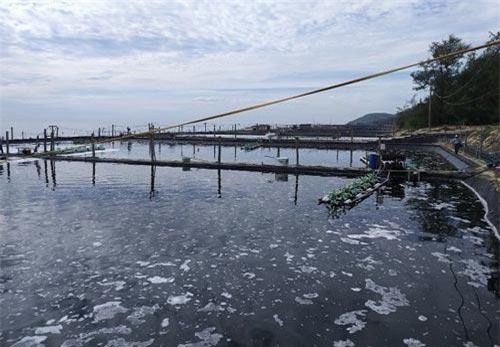 Quảng Ngãi: Thu nhập trăm triệu từ nuôi hải sâm ghép ốc hương