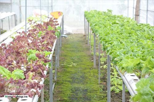 An Giang: Trồng rau thủy canh không đủ cung cấp cho siêu thị