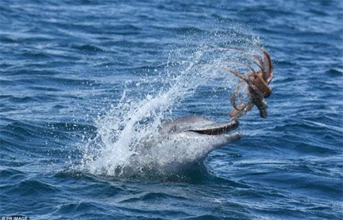 Ảnh hiếm: Cá heo chơi đùa với bạch tuộc